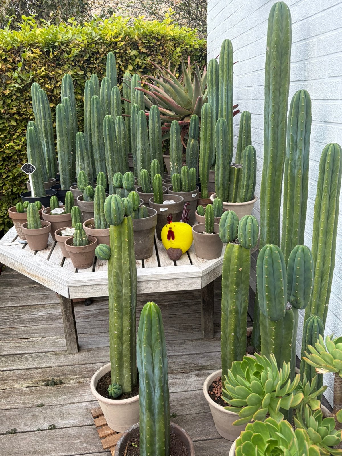 San Pedro cactussen te koop, Ophalen