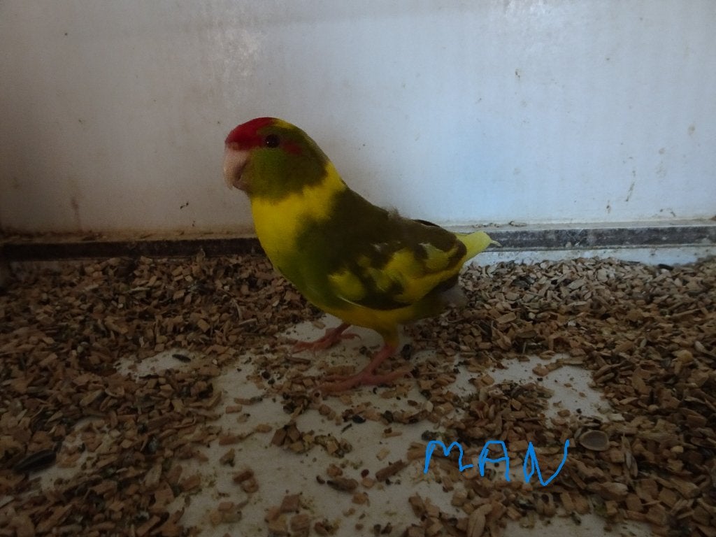 kakariki, Dieren en Toebehoren, Meerdere dieren, Parkiet