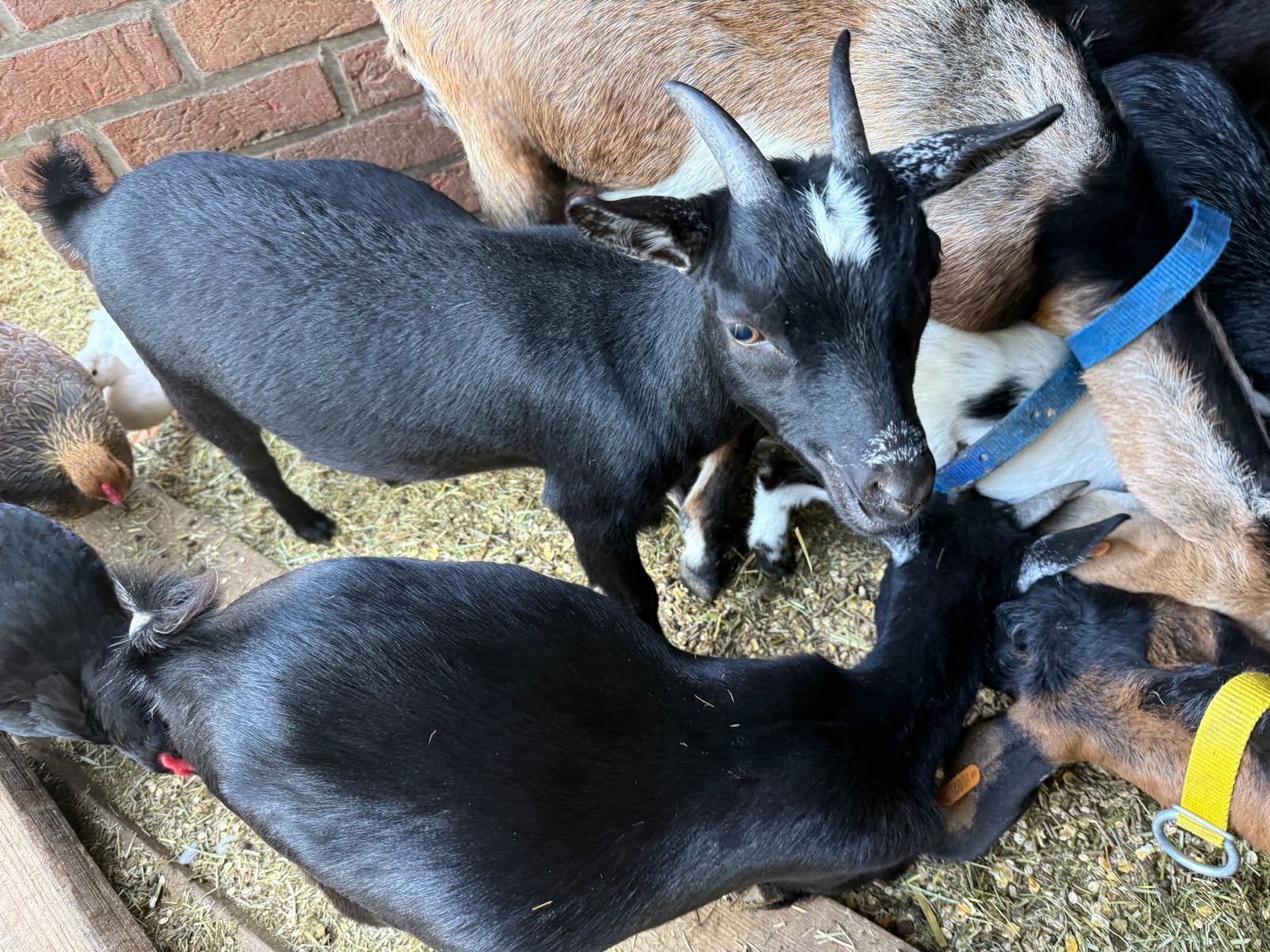 2 jonge miekes 6 maanden, Femelle, Chèvre, 0 à 2 ans