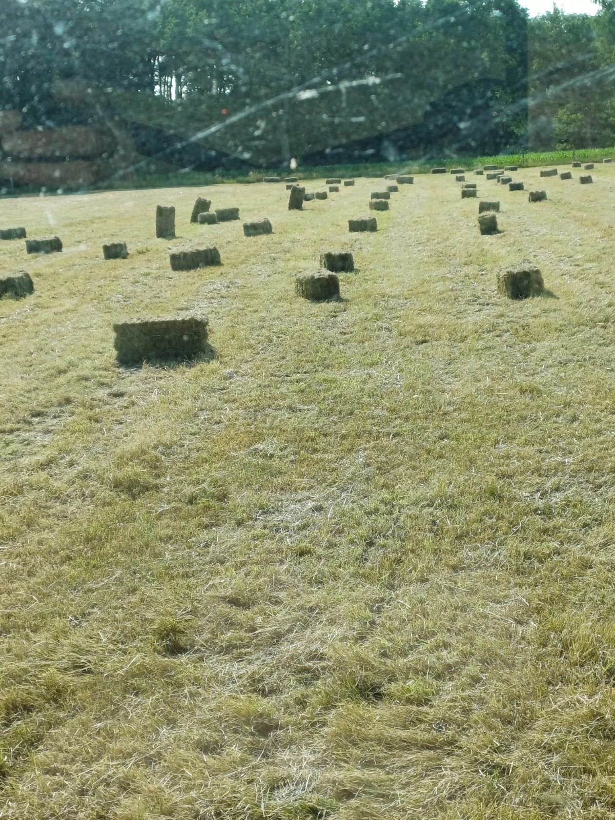 Hooi tweede snede recht van het veld, Dieren en Toebehoren, Schapen, Geiten en Varkens