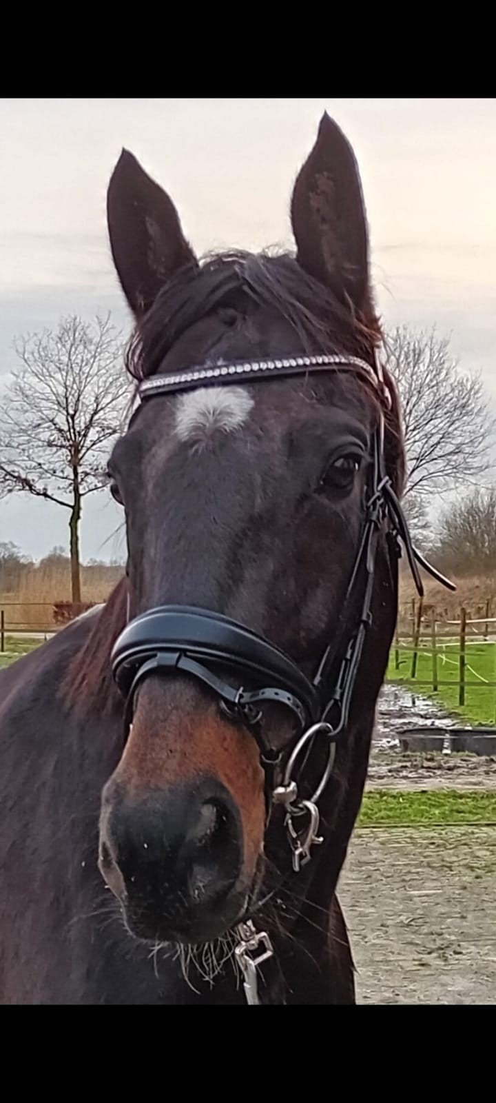 Lieve 10-jarige volbloedruin – 1,65 m – recreatiepaard, 160 à 165 cm, Cheval de récréation, 7 à 10 ans, Hongre