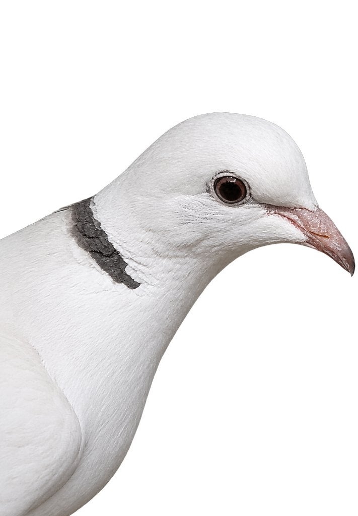 Lachduiven 2026, Dieren en Toebehoren
