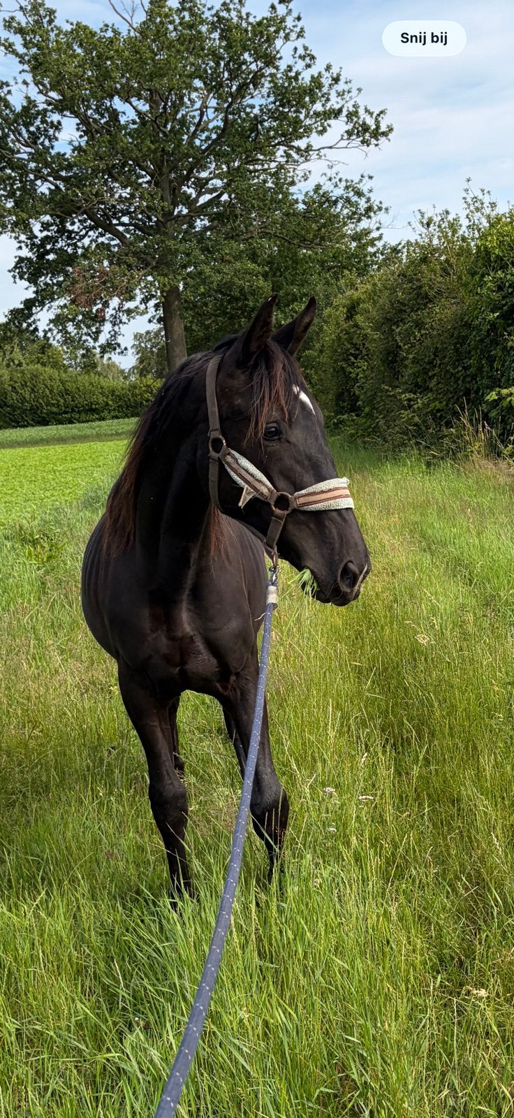 Jaarling merrie, Dieren en Toebehoren, Paarden, Merrie
