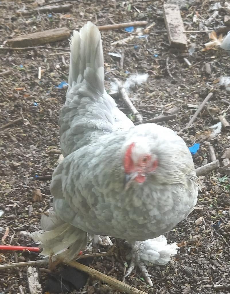 sabelpoot kriel 3 hennen, div, kleuren, Dieren en Toebehoren, Pluimvee, Vrouwelijk, Kip