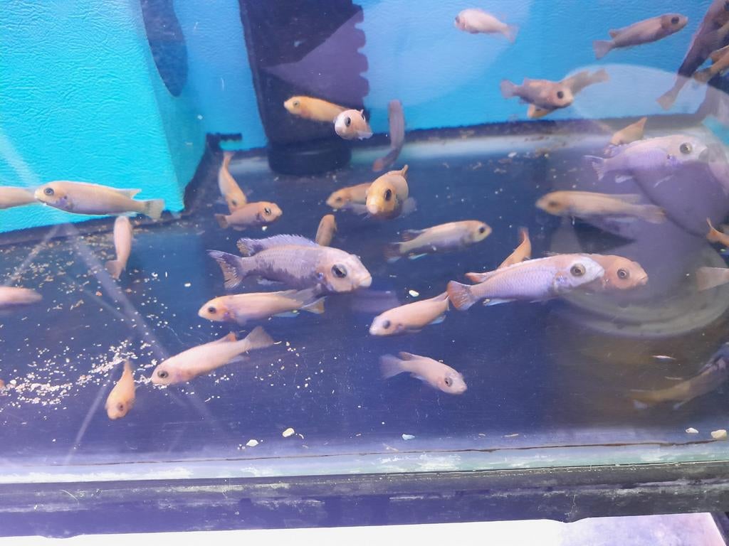 Pseudotropheus sunset, Dieren en Toebehoren, Vissen | Aquariumvissen, Zoetwatervis, Vis