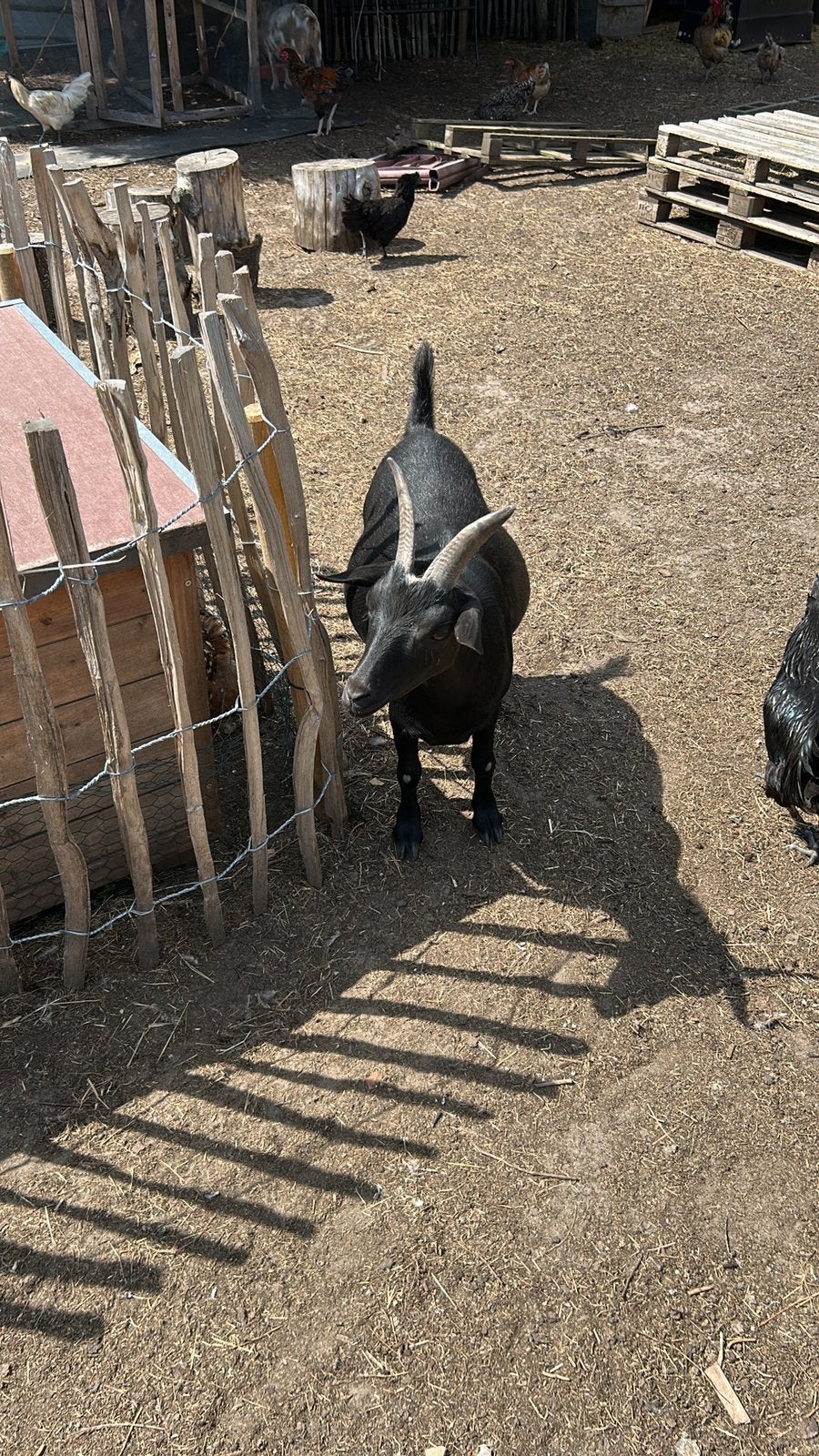 Geit, Dieren en Toebehoren, Schapen, Geiten en Varkens, Mannelijk, Geit, 0 tot 2 jaar