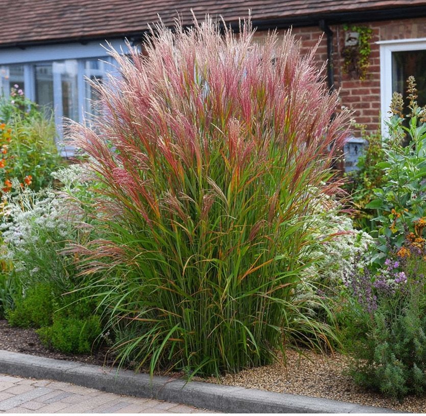 Miscanthus 'Red Chief', Tuin en Terras, Planten | Tuinplanten, Ophalen, Vaste plant, Siergrassen, Volle zon