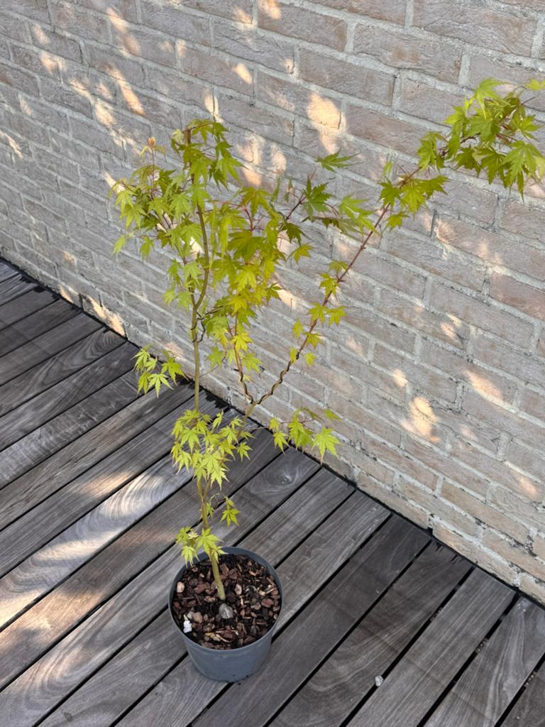 Érable japonais « Acer Palmatum », Jardin & Terrasse, En pot, Moins de 100 cm, Plein soleil, Autres espèces