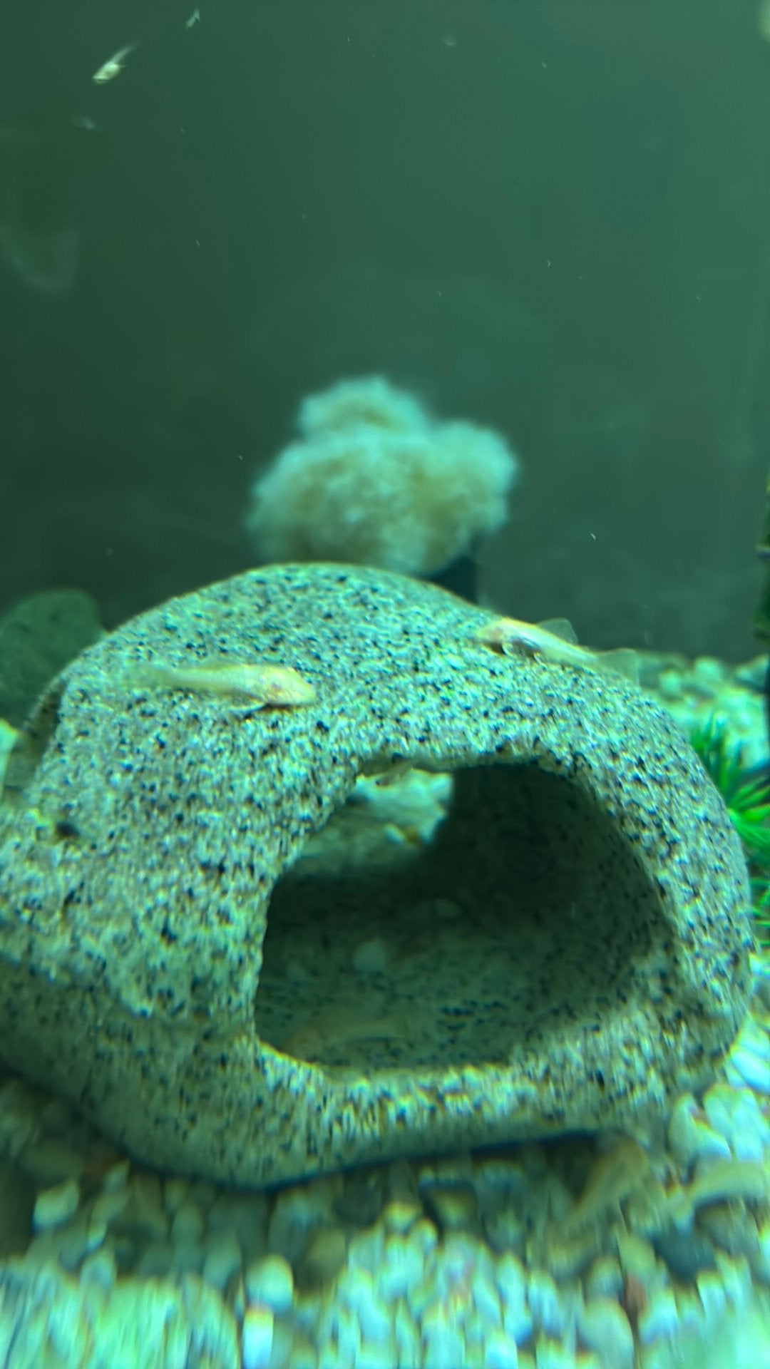 L144 Ancistrus gold  jongen, Dieren en Toebehoren