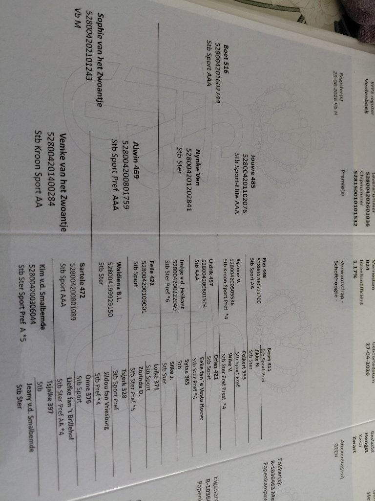 2 luxe friese veulens met super papier, Dieren en Toebehoren, Met stamboom, Niet van toepassing, Dressuurpaard, 0 tot 2 jaar