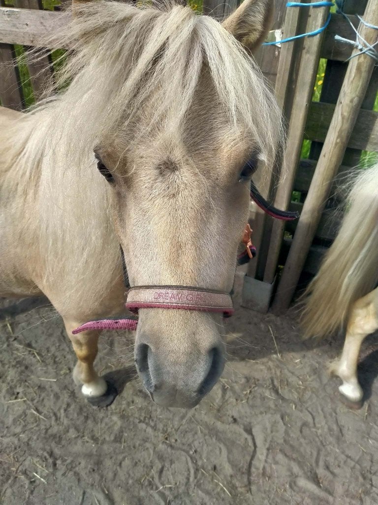 pony shetlander, Avec puce électronique, Poney de récréation, Poney A (jusqu'à 1.17 m), Ne s'applique pas