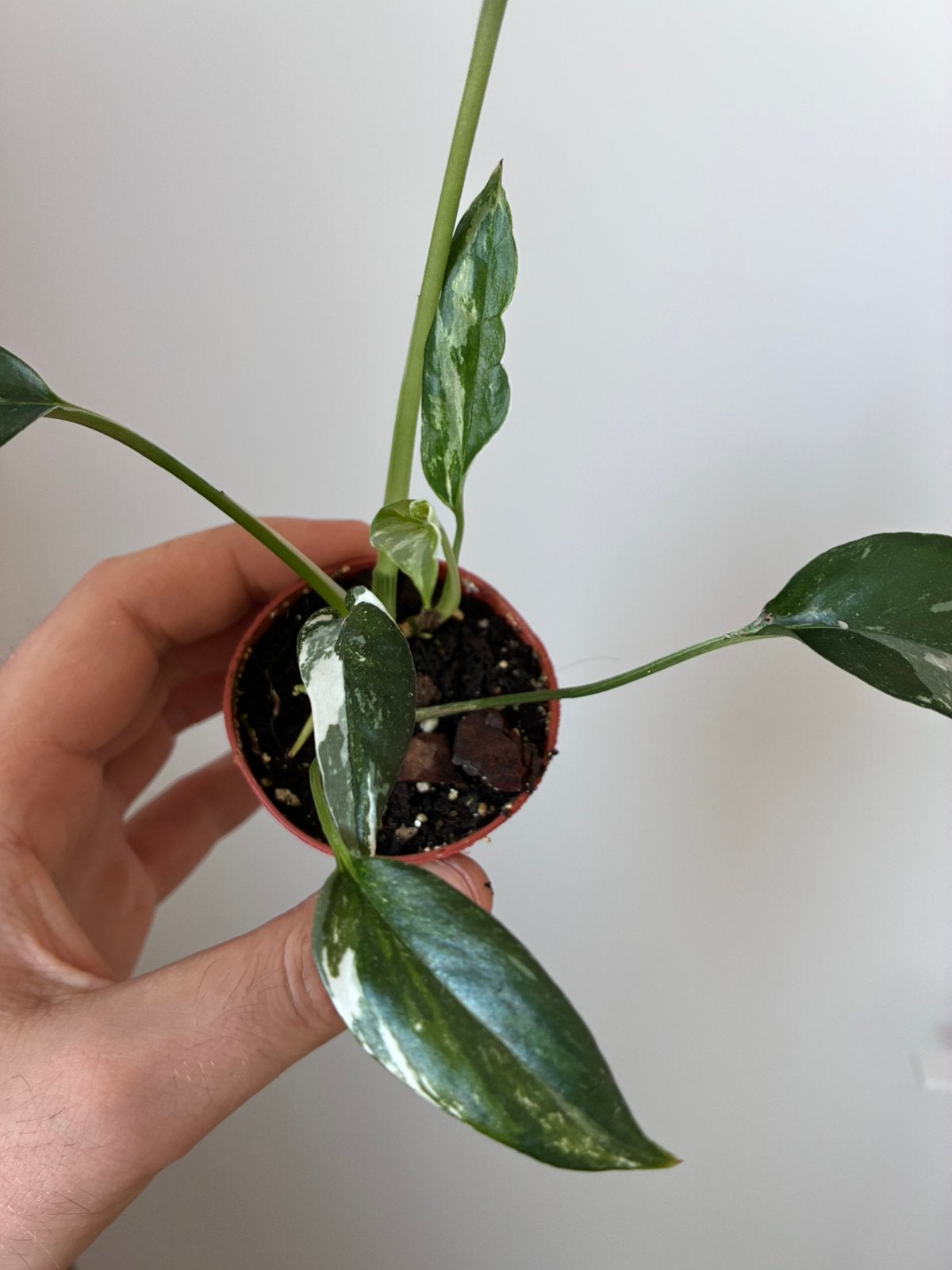 Epipremnum pinnatum variegata, Huis en Inrichting, Kamerplanten, Ophalen, In pot