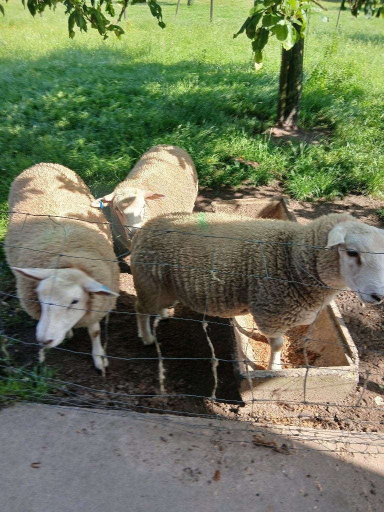 lammeren te koop, Dieren en Toebehoren, Februari, Meerdere dieren