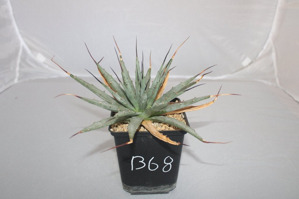 Agave utahensis, Plante succulente, Moins de 100 cm, Plante verte, Plein soleil