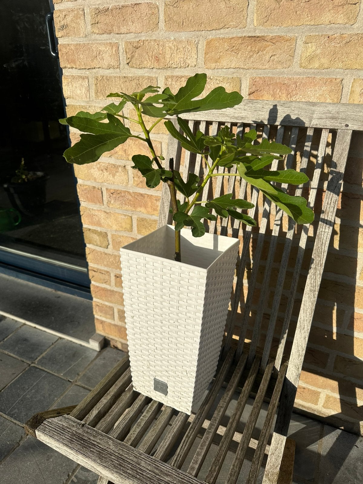vijgenboom + pot, Ophalen, Vijgenboom