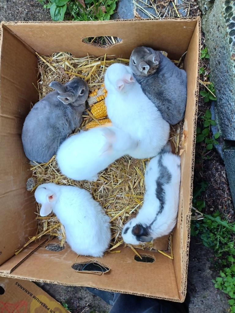 mini konijntjes, Dieren en Toebehoren, Konijnen