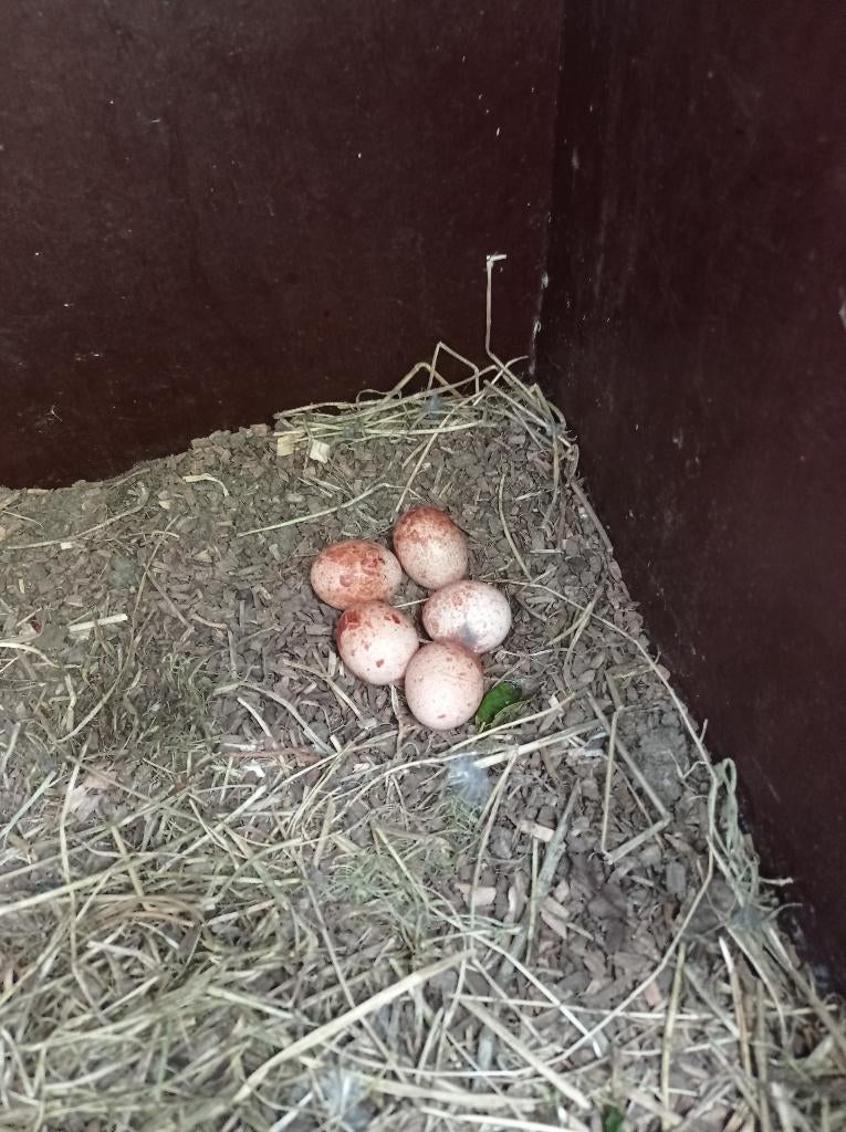 Amerikaanse torenvalkjes, Dieren en Toebehoren, Roofvogel, Geringd