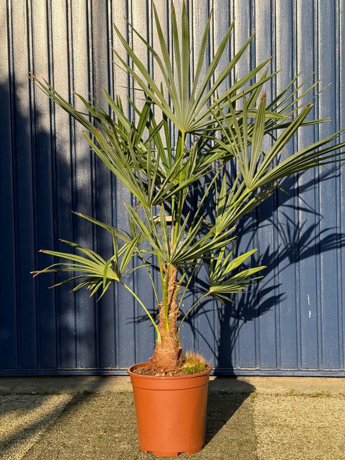 Winterharde palmbomen trachycarpus fortunei, Ophalen, Volle zon