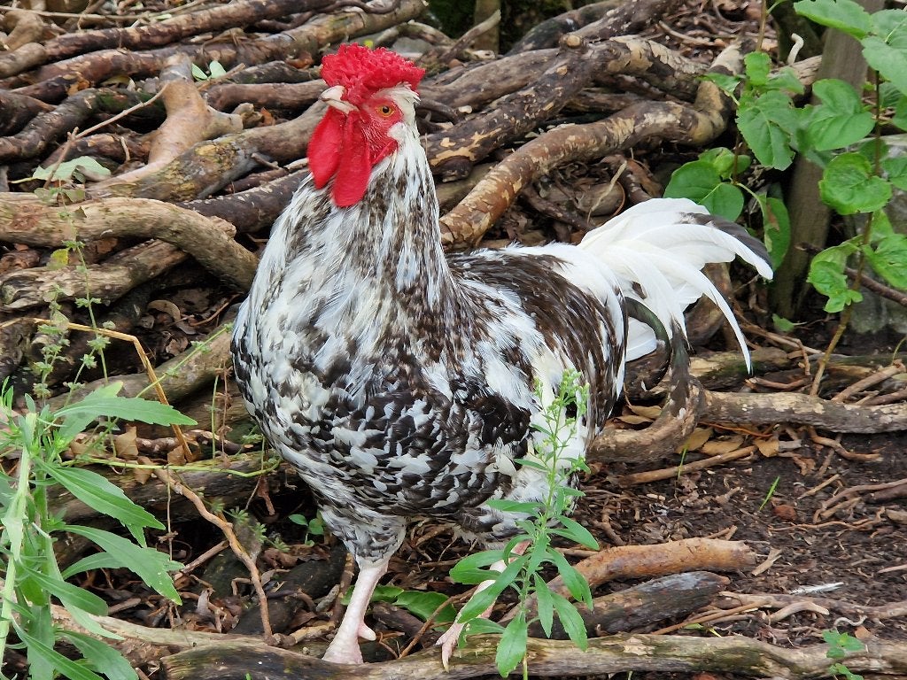 Jonge haantjes - zwart/wit - gratis af te halen, Dieren en Toebehoren, Mannelijk, Kip