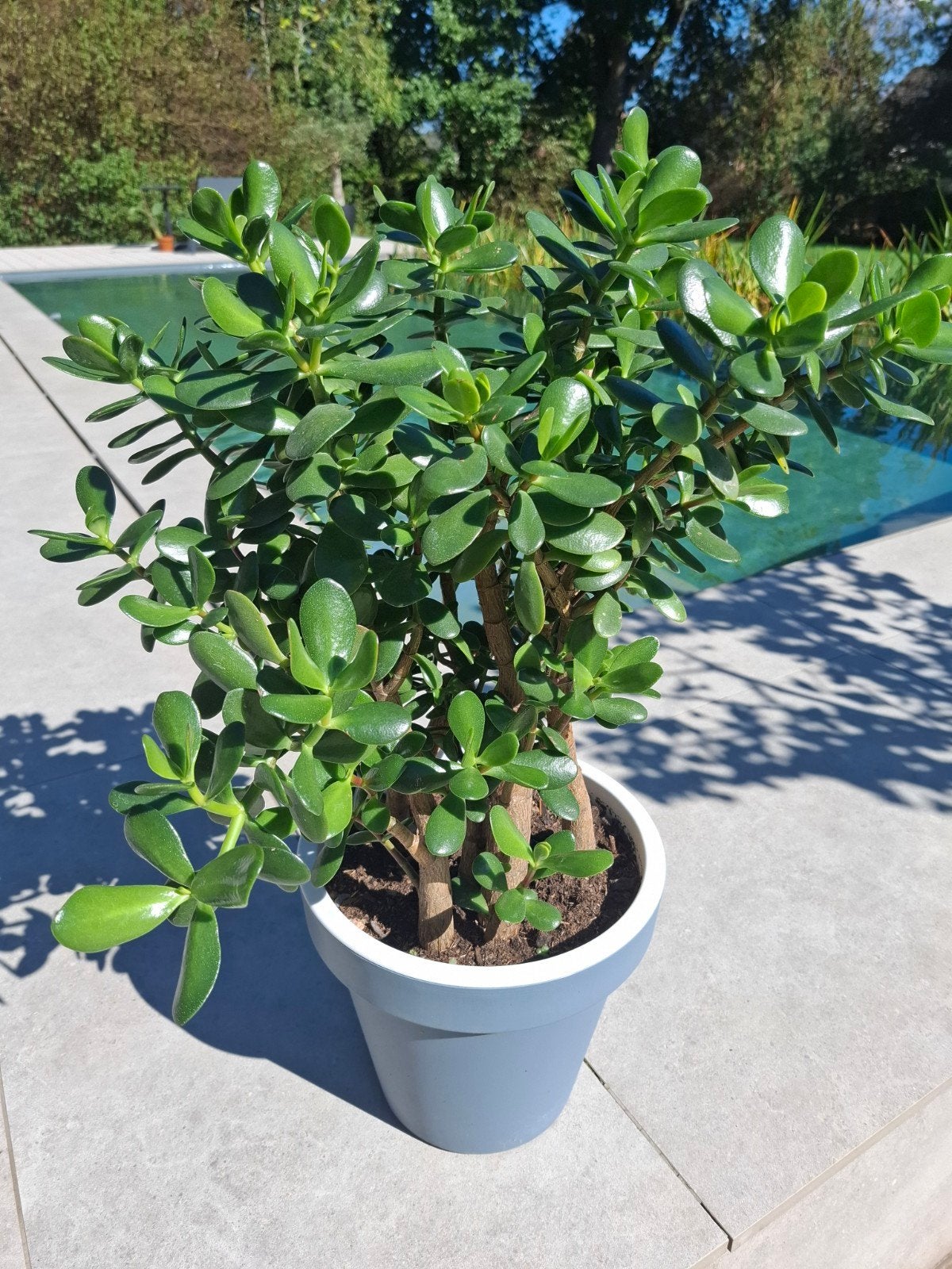 plante succulente crassula avec pot, Jardin & Terrasse, Enlèvement