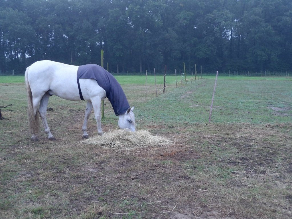 PLEK OP WEIDE IN PULDERBOS VOOR 1 PAARD, Weidegang, 1 paard of pony