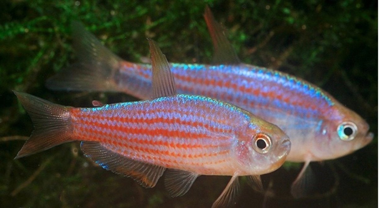 5 INPAICHTHYS PARAUAPIRANGA, Animaux & Accessoires, Enlèvement