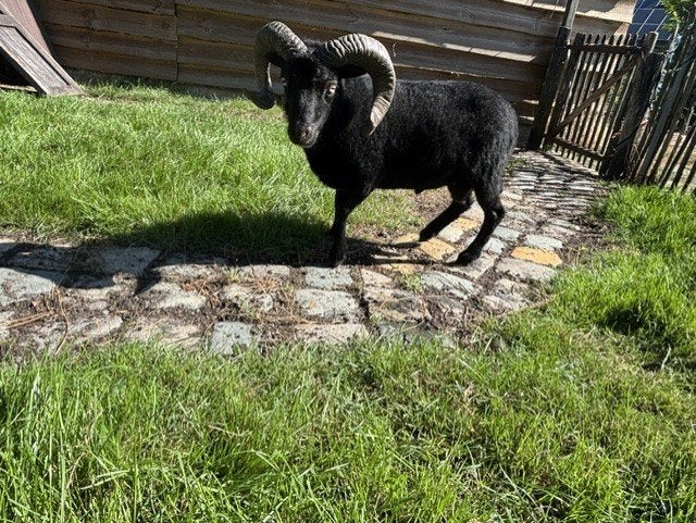 Ouessant rammen, Dieren en Toebehoren, Schapen, Geiten en Varkens, Mannelijk, Schaap, 0 tot 2 jaar