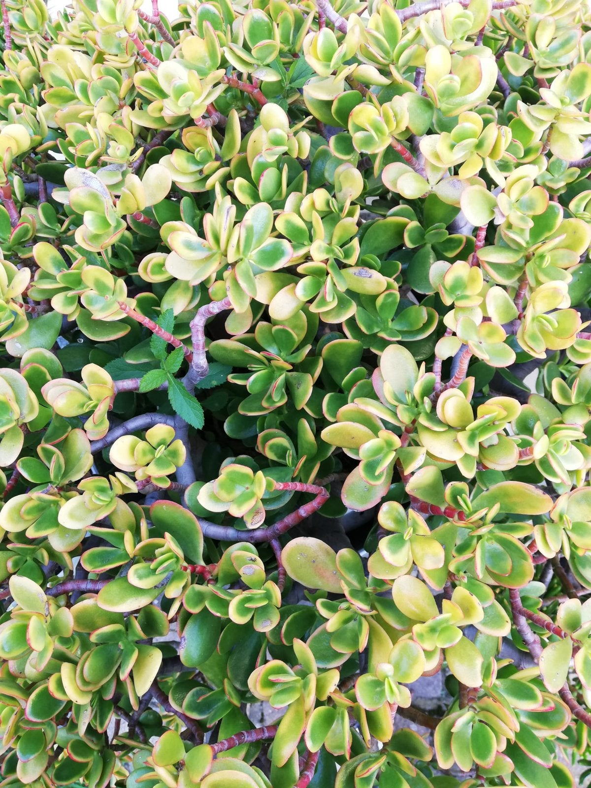 Crassula Plant, Tuin en Terras, Ophalen, Minder dan 100 cm