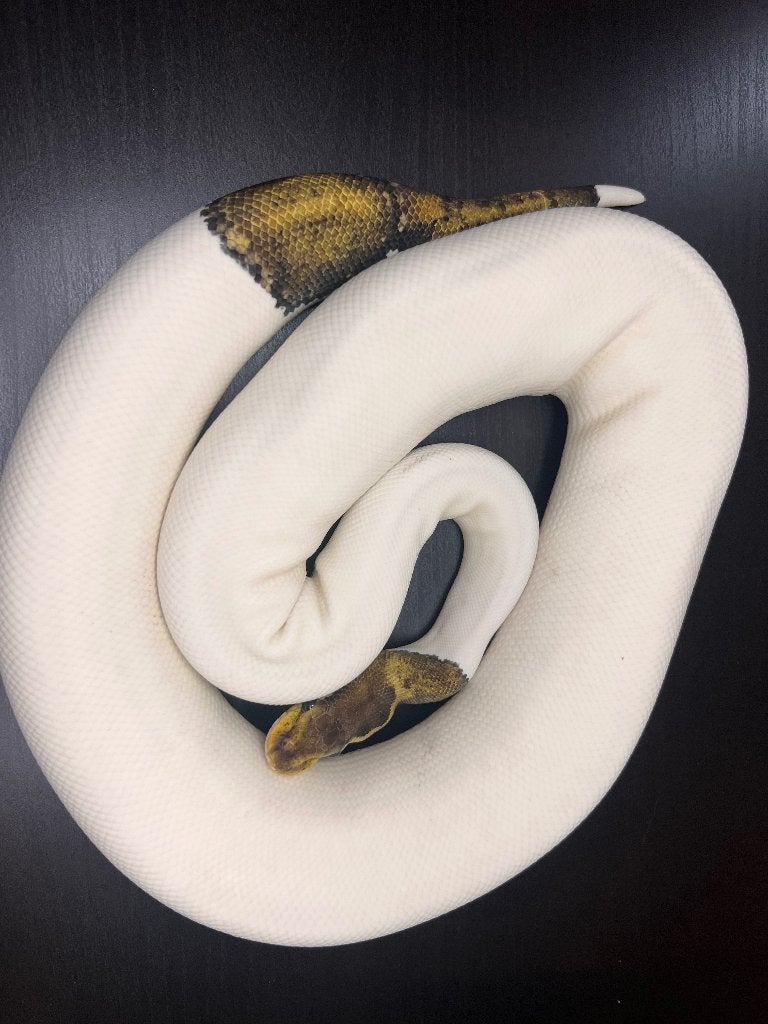 Ball Python vrouw, Dieren en Toebehoren, Reptielen en Amfibieën, Slang, Tam, 0 tot 2 jaar