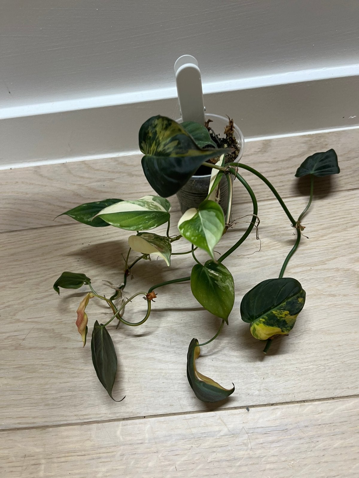 Philodendron Micans Variegata, Huis en Inrichting, Verzenden