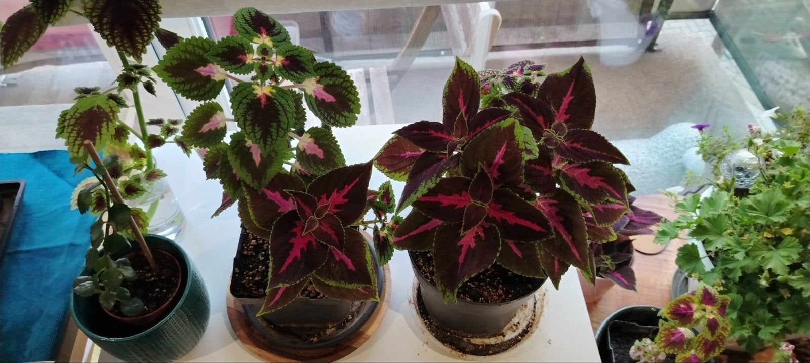 Plantes - boutures _ jeunes Coleus en pot., Jardin & Terrasse, Enlèvement ou Envoi, Mi-ombre