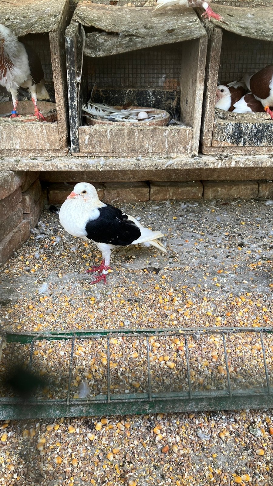 Koppel voorburgse schildkropper, Animaux & Accessoires, Oiseaux | Pigeons, Plusieurs animaux, Boulant