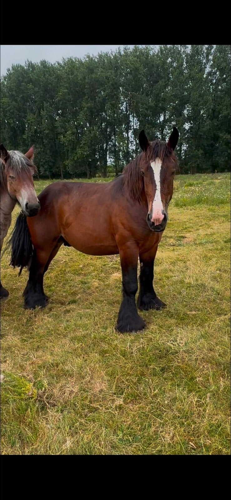 Trekpaad, Animaux & Accessoires, Chevaux, Étalon
