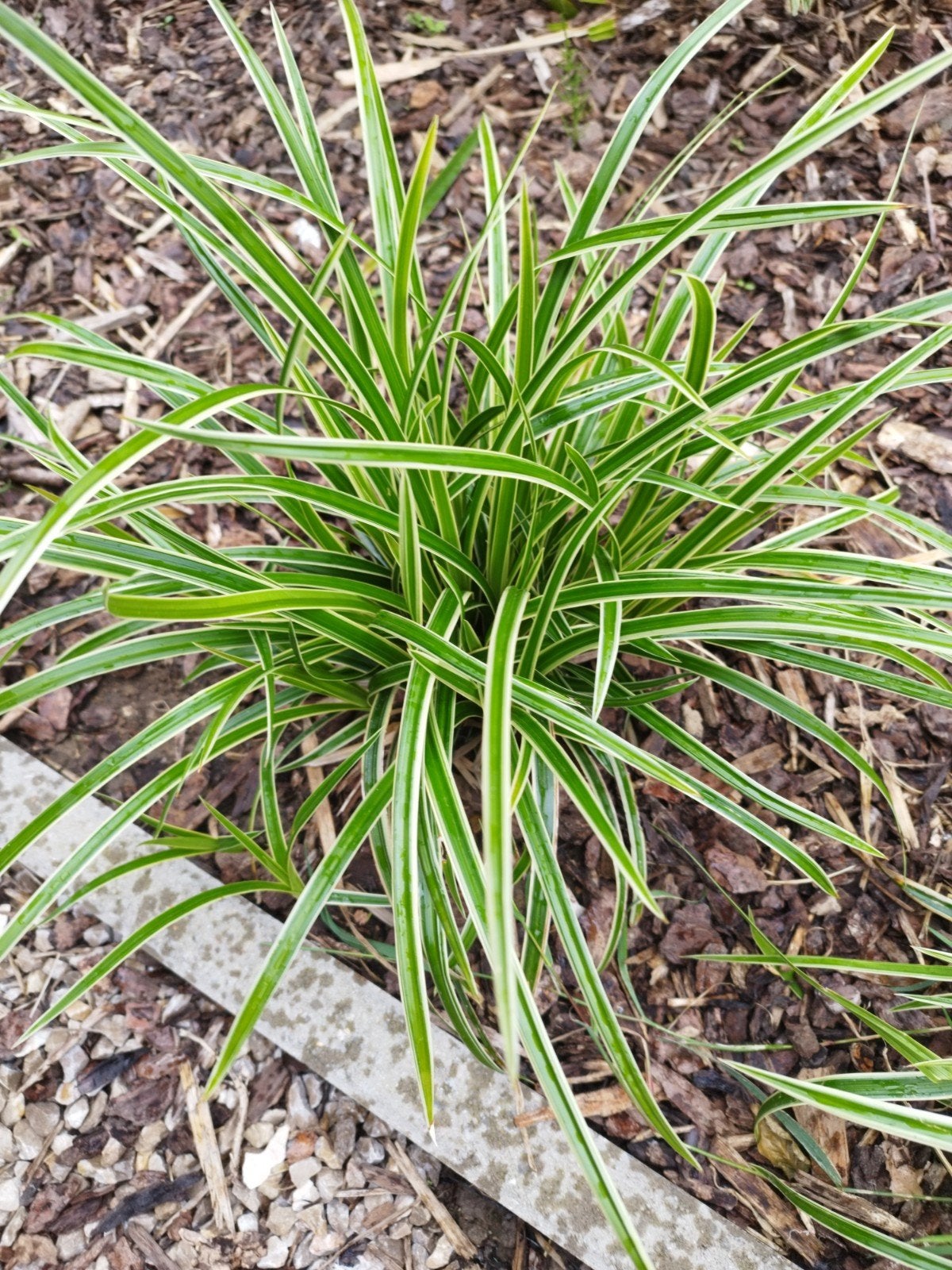 Carex( Japanse zegge ), Ophalen