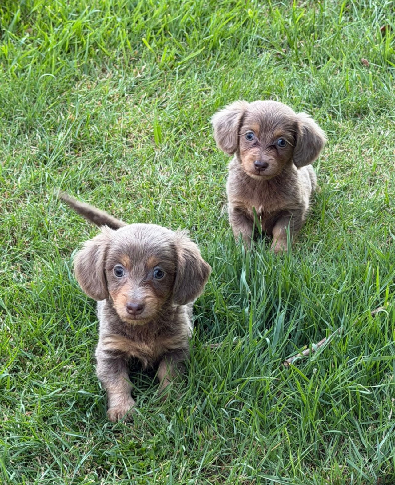 teckel pups,dwerg,langhaar, isabella,reu,teef, Dieren en Toebehoren, Honden | Teckels en Dashonden, Meerdere dieren, Langhaar