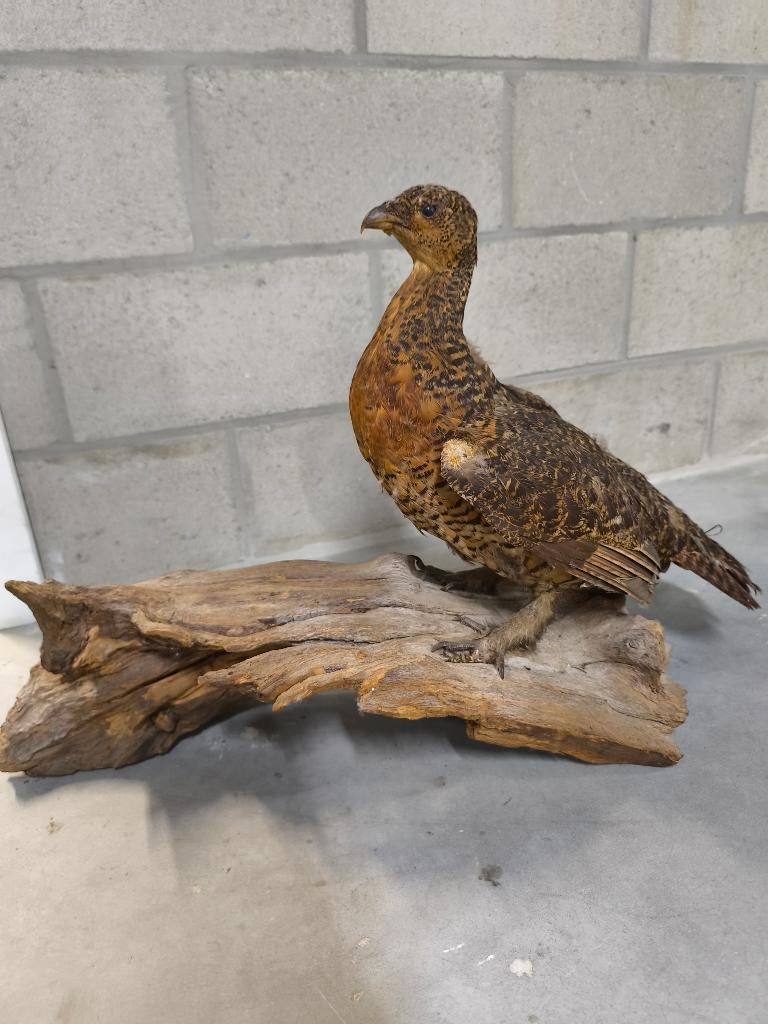 Opgezet dier, Verzamelen, Ophalen, Zo goed als nieuw, Vogel, Opgezet dier