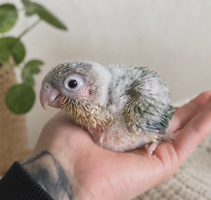 2 Bébé conure  phyrrura Moon cheekde EAM a réserver, Animaux & Accessoires, Oiseaux | Accessoires, Enlèvement
