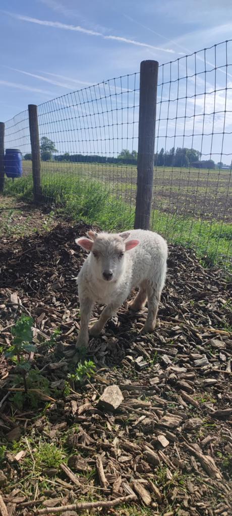 Ouessant bokje, Dieren en Toebehoren, Schapen, Geiten en Varkens, Mannelijk, Schaap, 0 tot 2 jaar