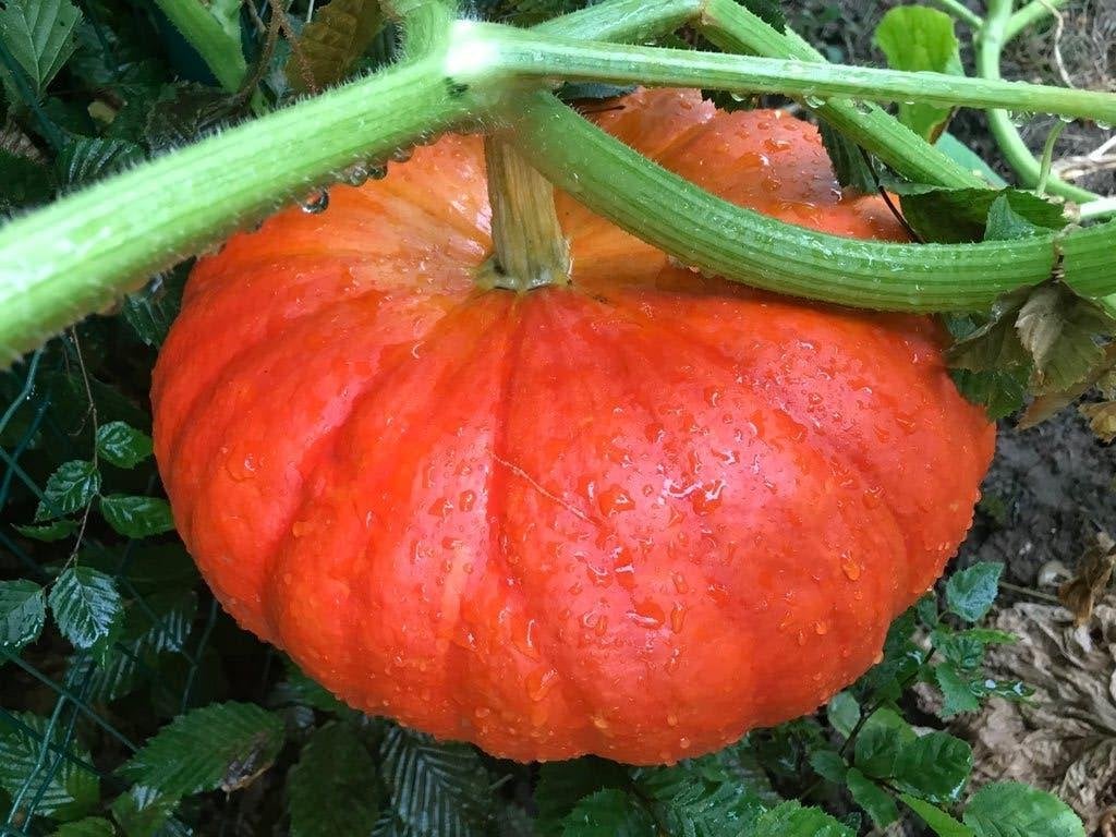 Pompoenen, Divers, Produits alimentaires, Enlèvement