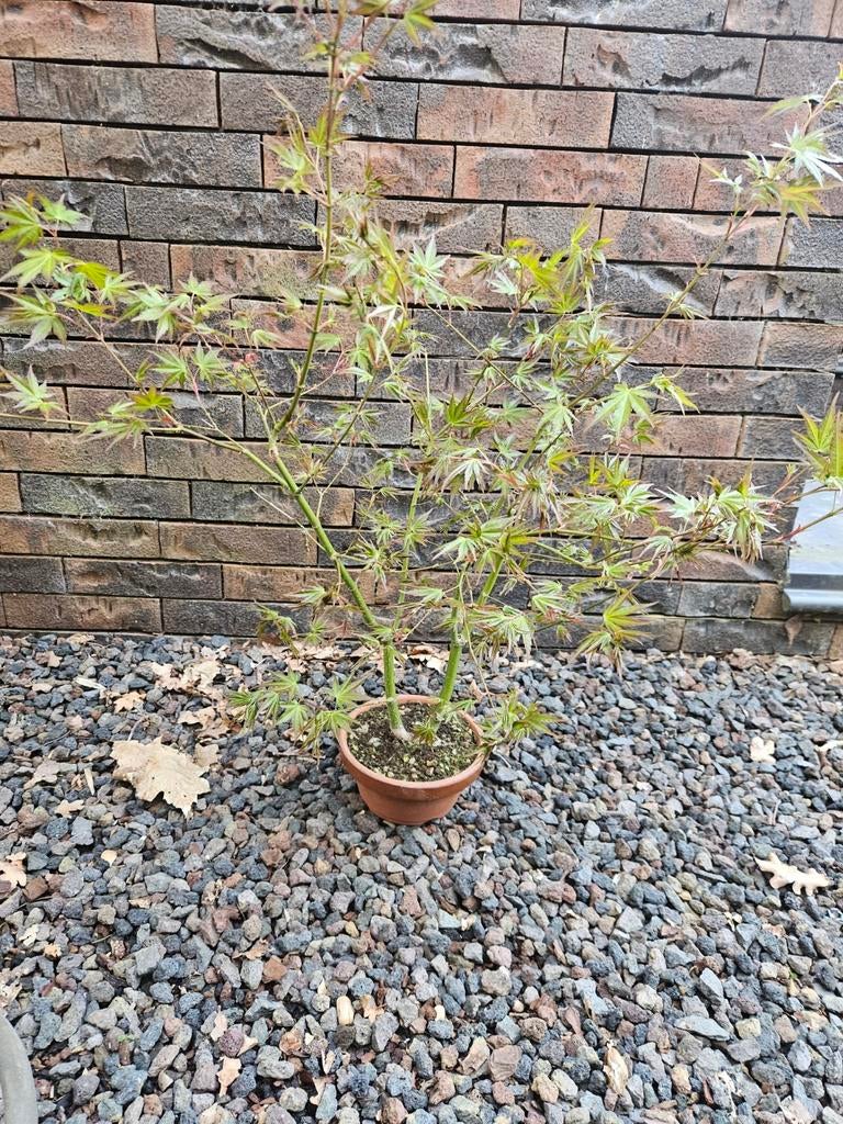 Bonsai startplant acer palmatum, Tuin en Terras, Ophalen