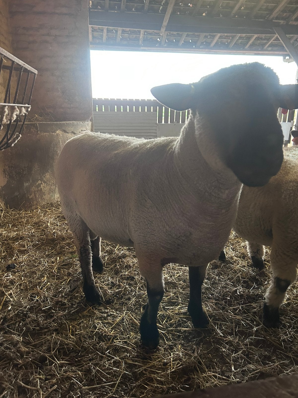 HAMPSHIRE DOWN DEKRAM - eind 2023, Dieren en Toebehoren, Schapen, Geiten en Varkens, Mannelijk, Schaap, 3 tot 5 jaar