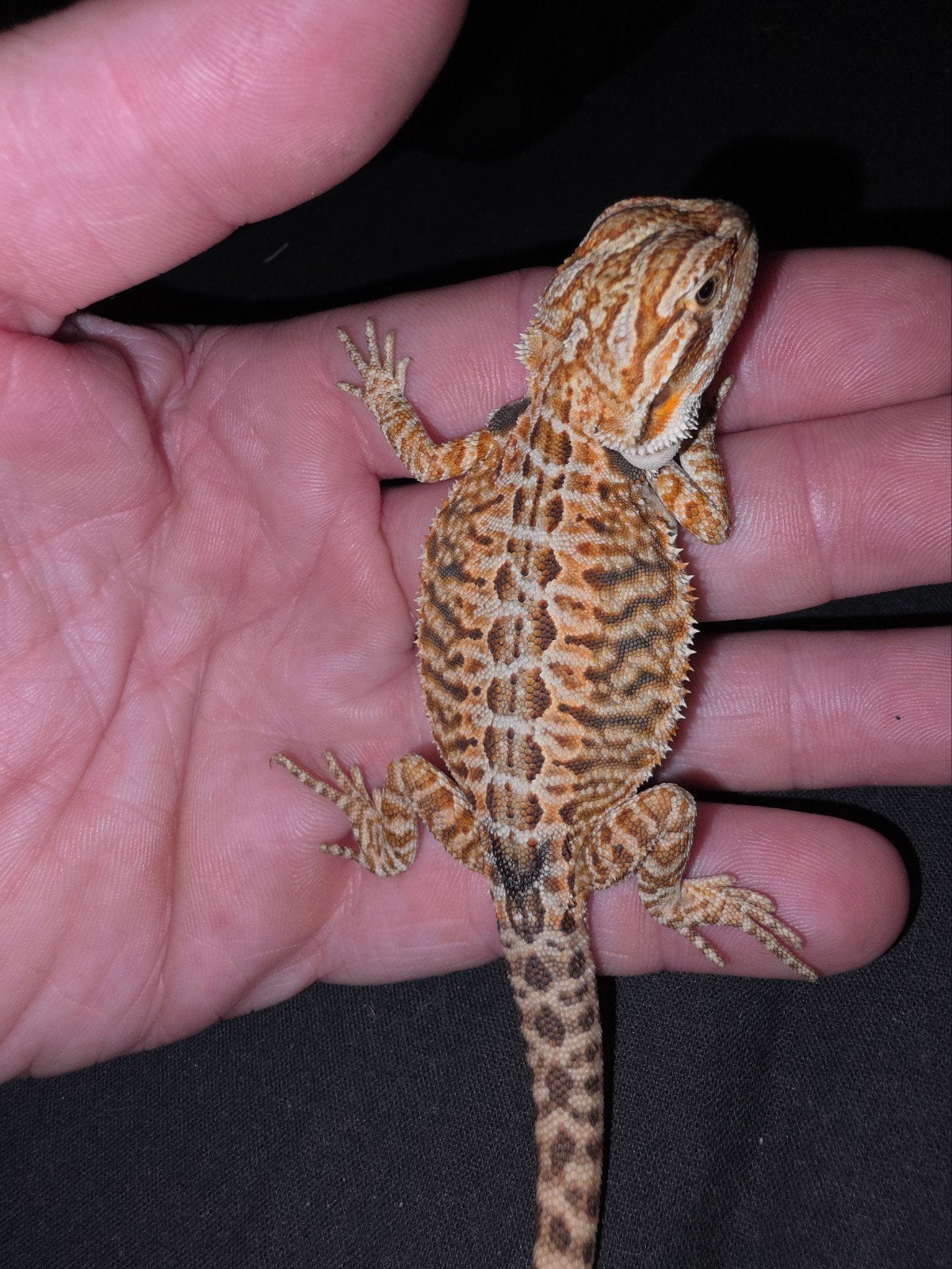 Très jolie petite femme dragon barbu tigre, Lézard, Domestique, 0 à 2 ans