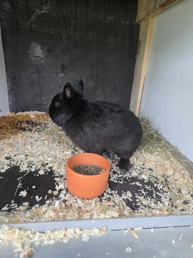 Lapin nain malle 1 ans (disp sur charleroi)., Animaux & Accessoires, Mâle, Nain, 0 à 2 ans