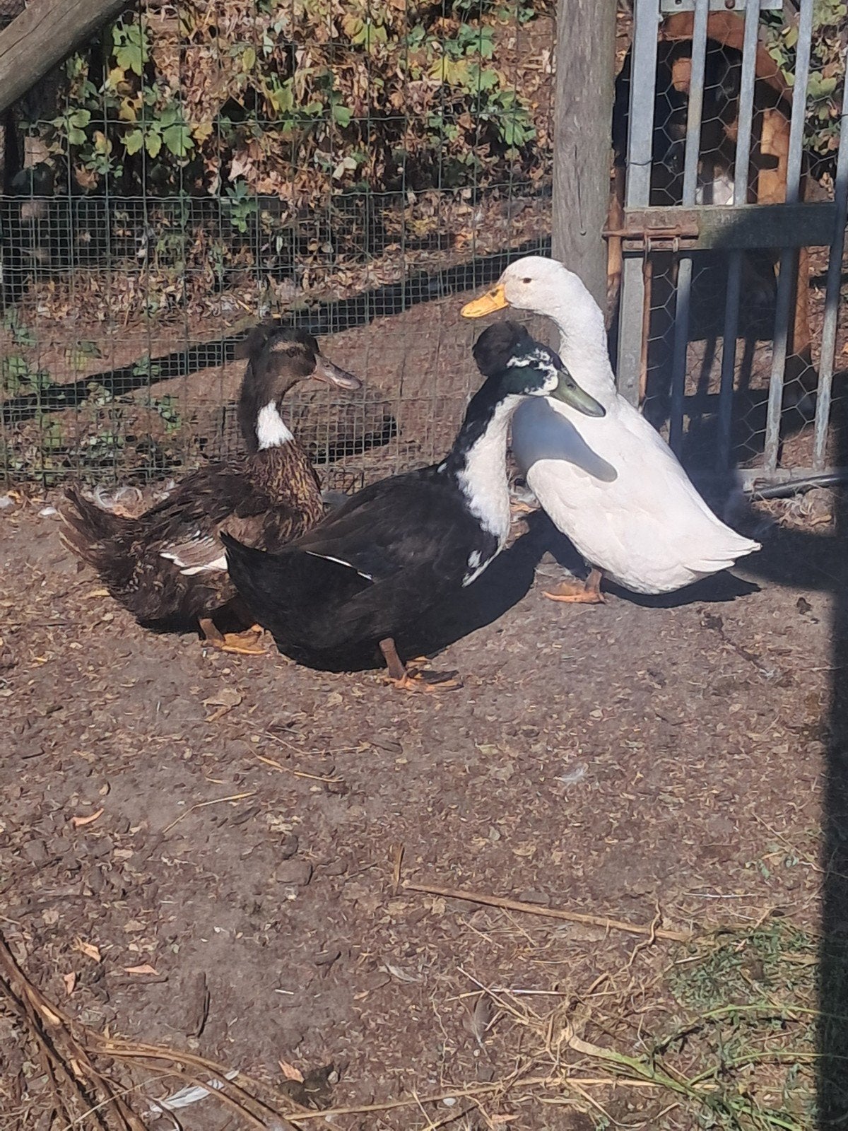 koppel hollandse kuifeenden, Meerdere dieren, Eend