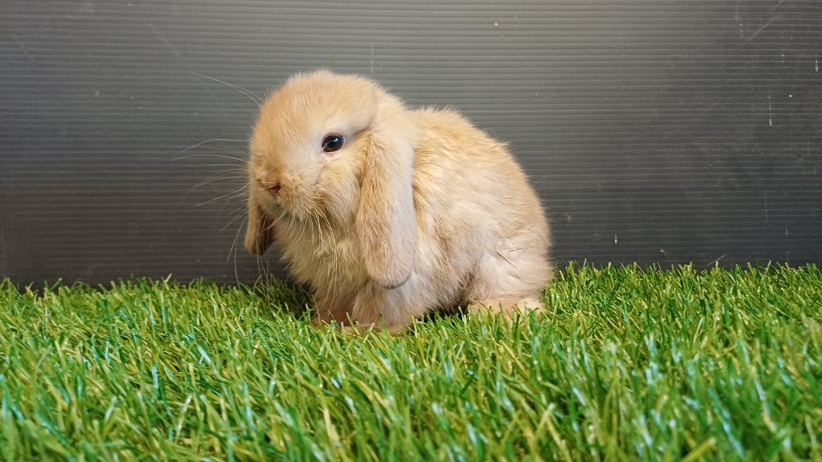 Raszuivere zindelijke handtamme mannelijke minilop jong, Dieren en Toebehoren, Konijnen, Mannelijk, Dwerg, Hangoor, 0 tot 2 jaar