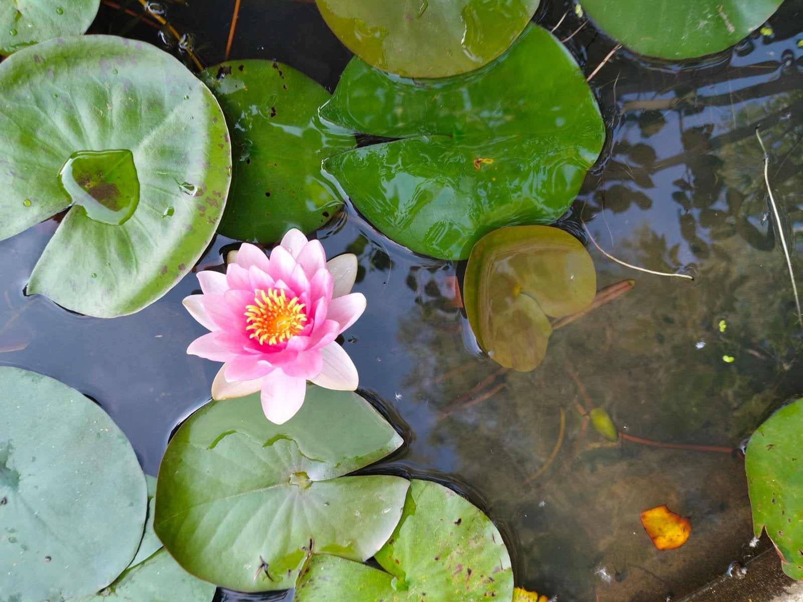 Nymphaea escarboucle, Ophalen
