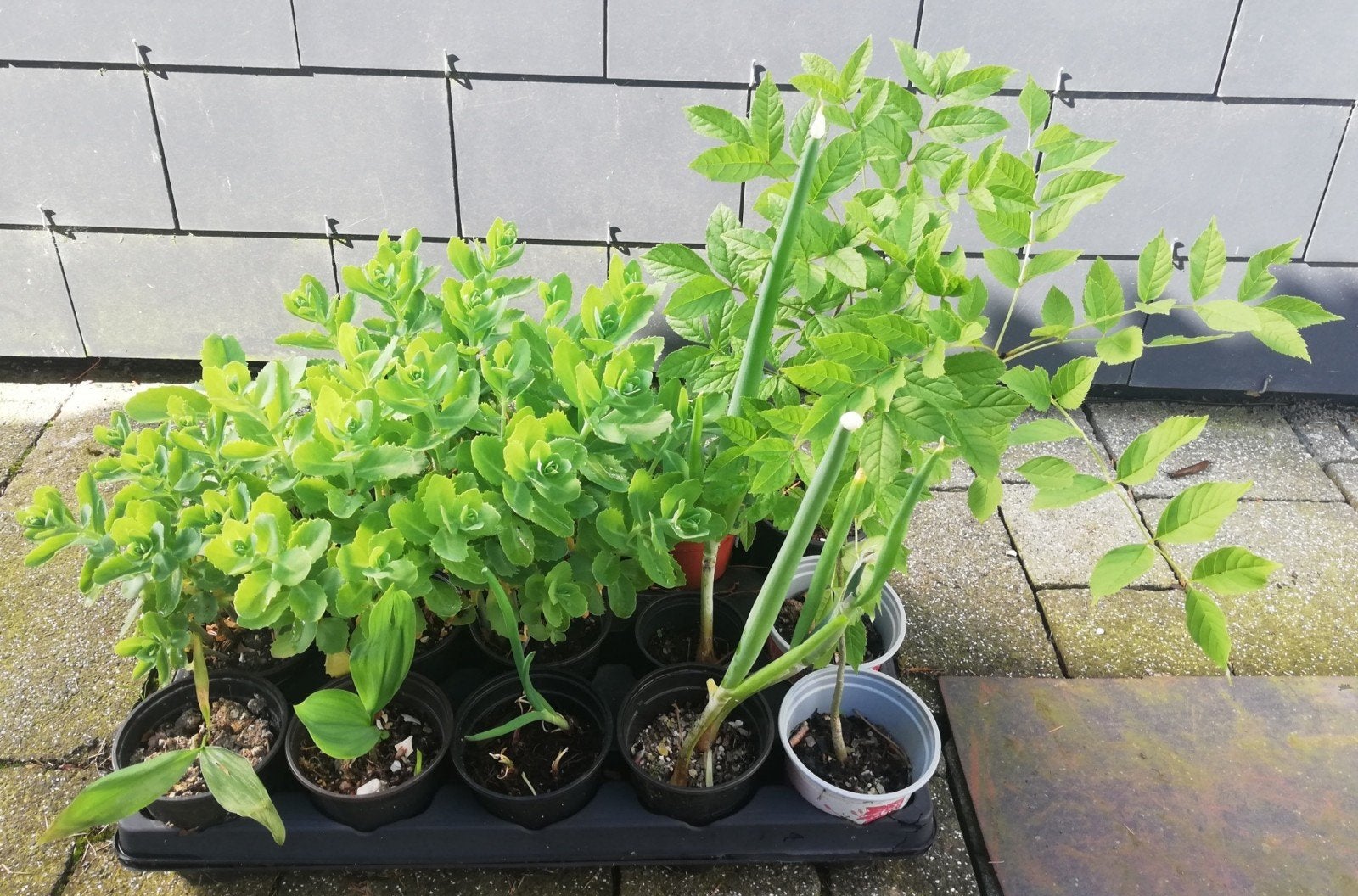 15 plantes vivaces rose, blanc..., Enlèvement, Plante fixe