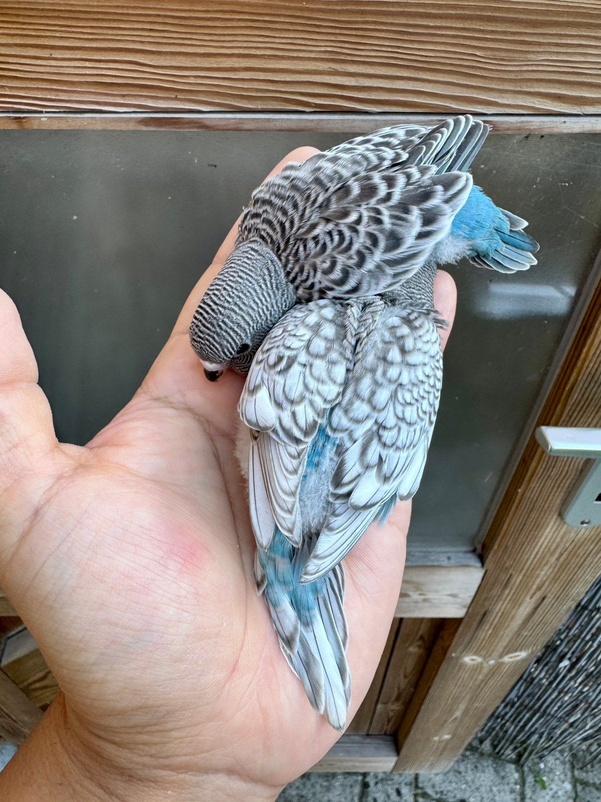 Grasparkieten melanistic bf split df