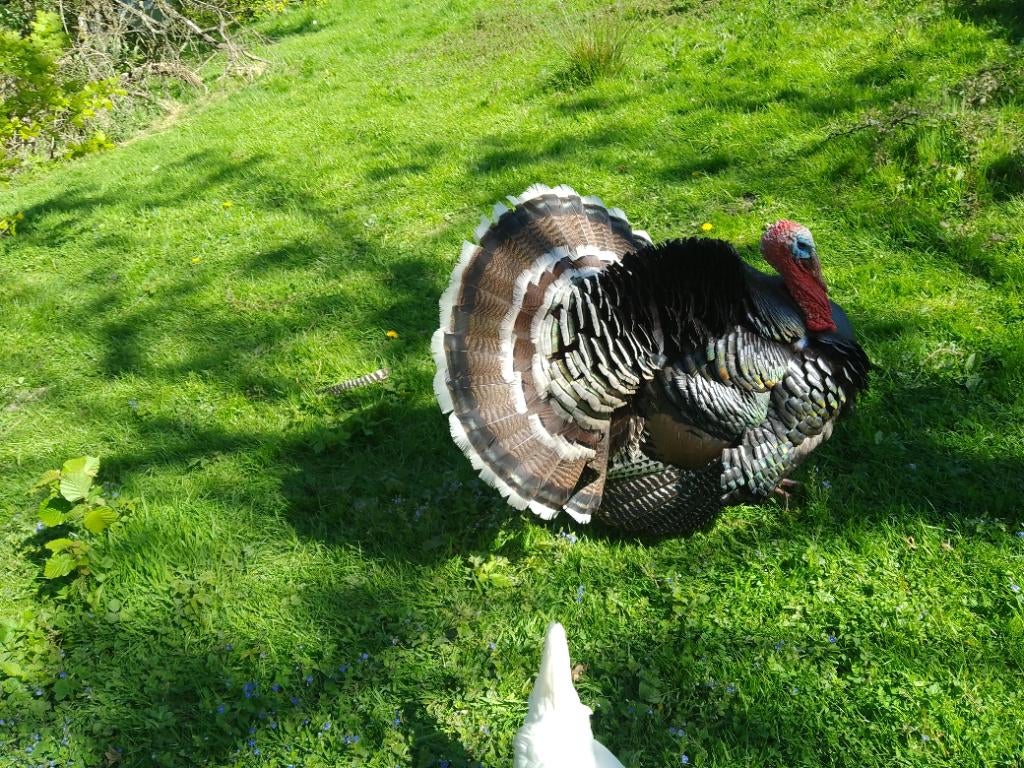 Brons kalkoen haan, Dieren en Toebehoren, Pluimvee, Mannelijk, Kalkoen