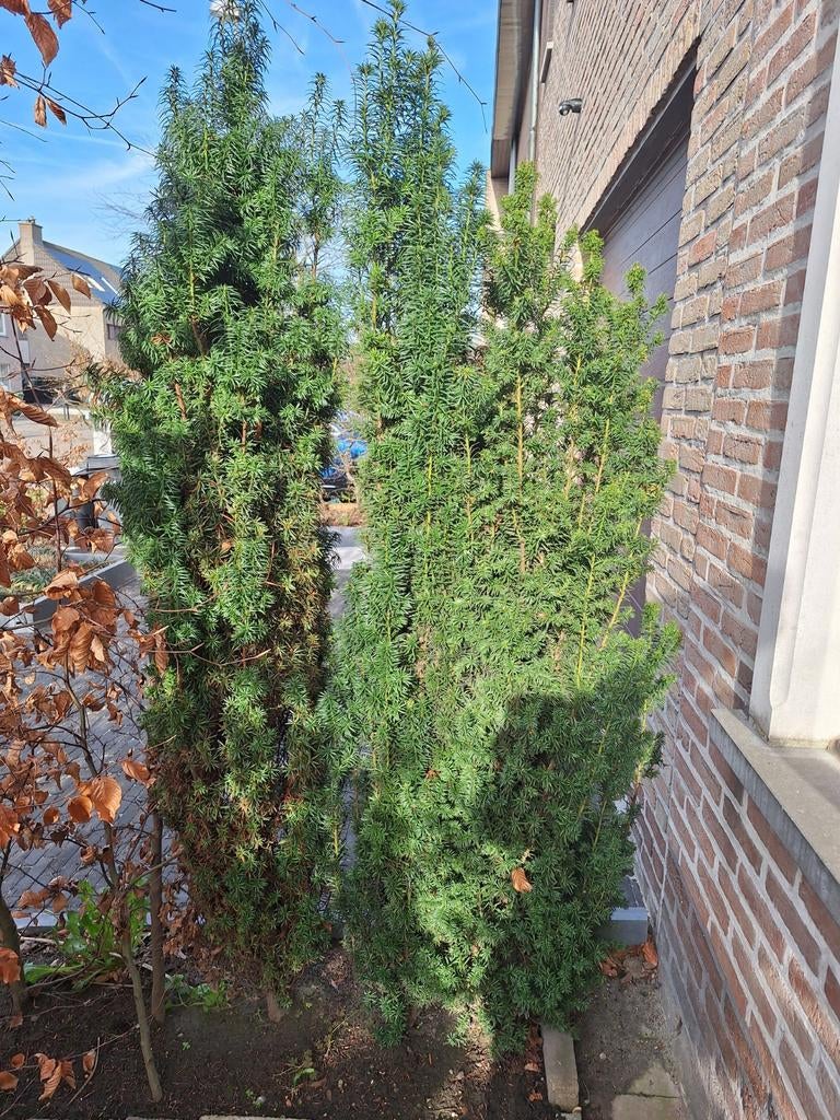 2taxus struiken 180 cm hoog - totaal prijs voor de 2, Tuin en Terras, Planten | Bomen, Ophalen